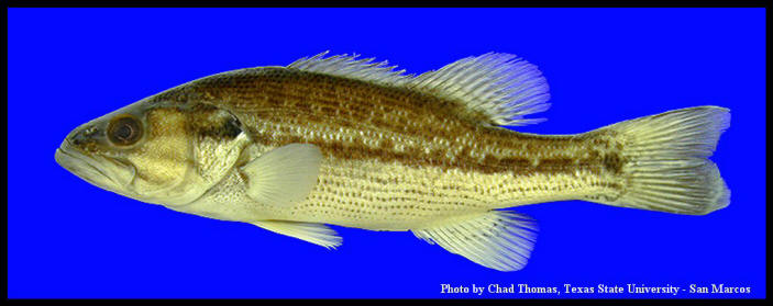 Micropterus Punctulatus Rafinesque 1819